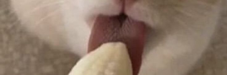 𝙡𝙞𝙩𝙩𝙡𝙚 𝙥𝙞𝙜🎀 banner