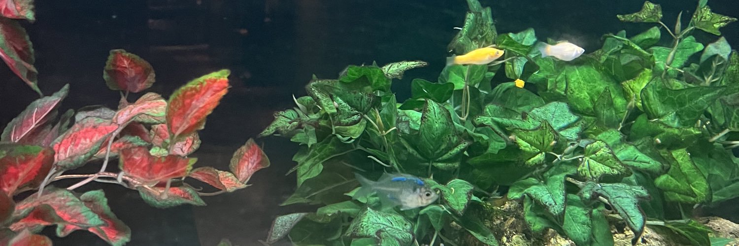 KANZUME 🎏 banner
