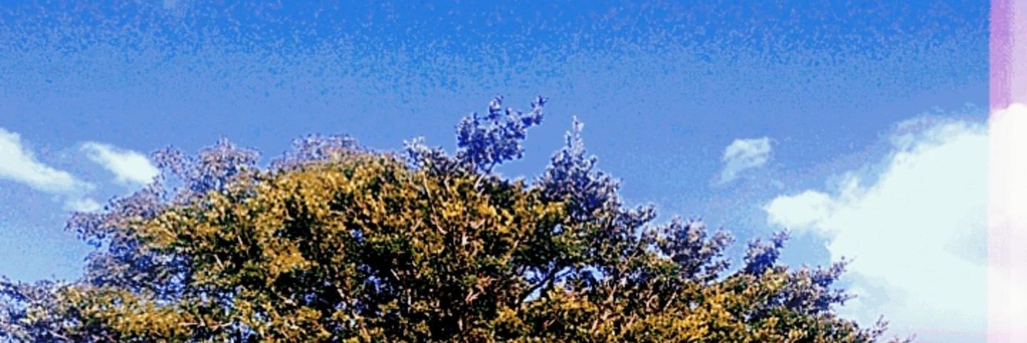 celinabins's profile banner image