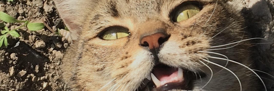 JQALP's profile banner image