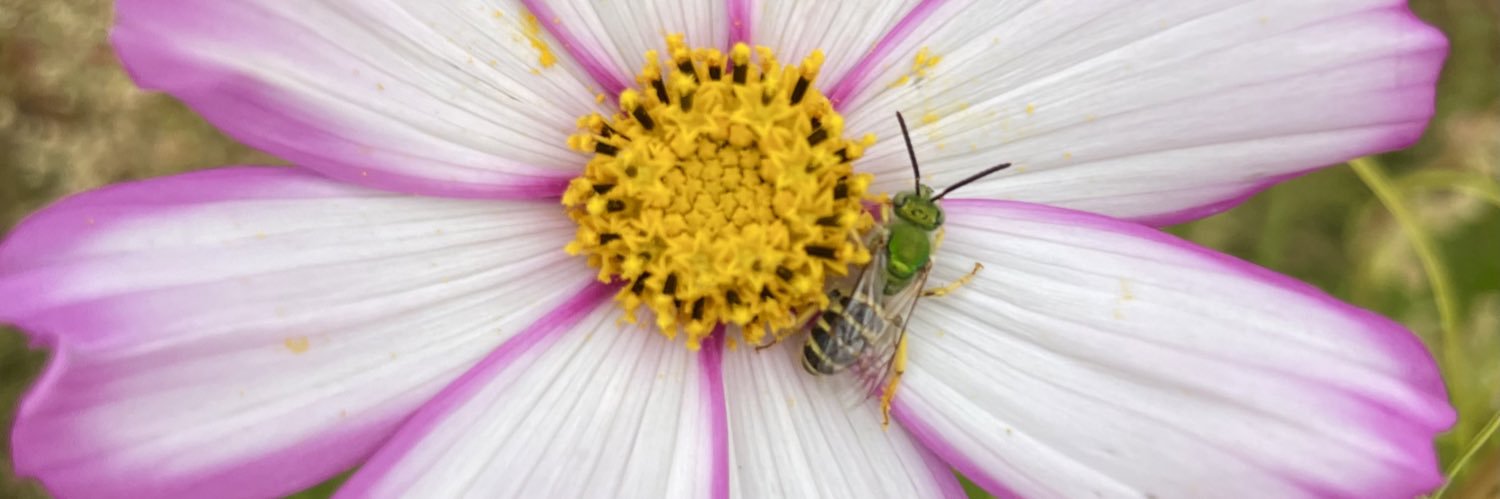 Jannetta Knight-Puzick, M.A. banner