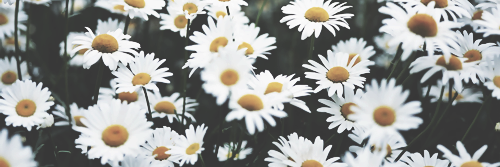 MarilyYPL's profile banner image