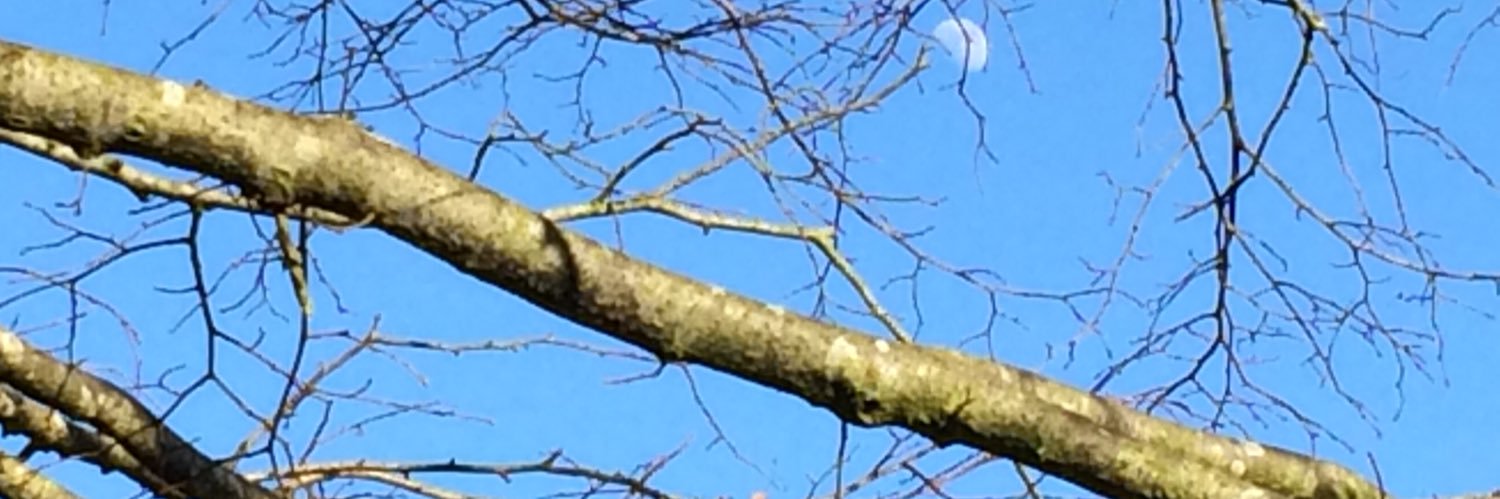 Liz Perry banner