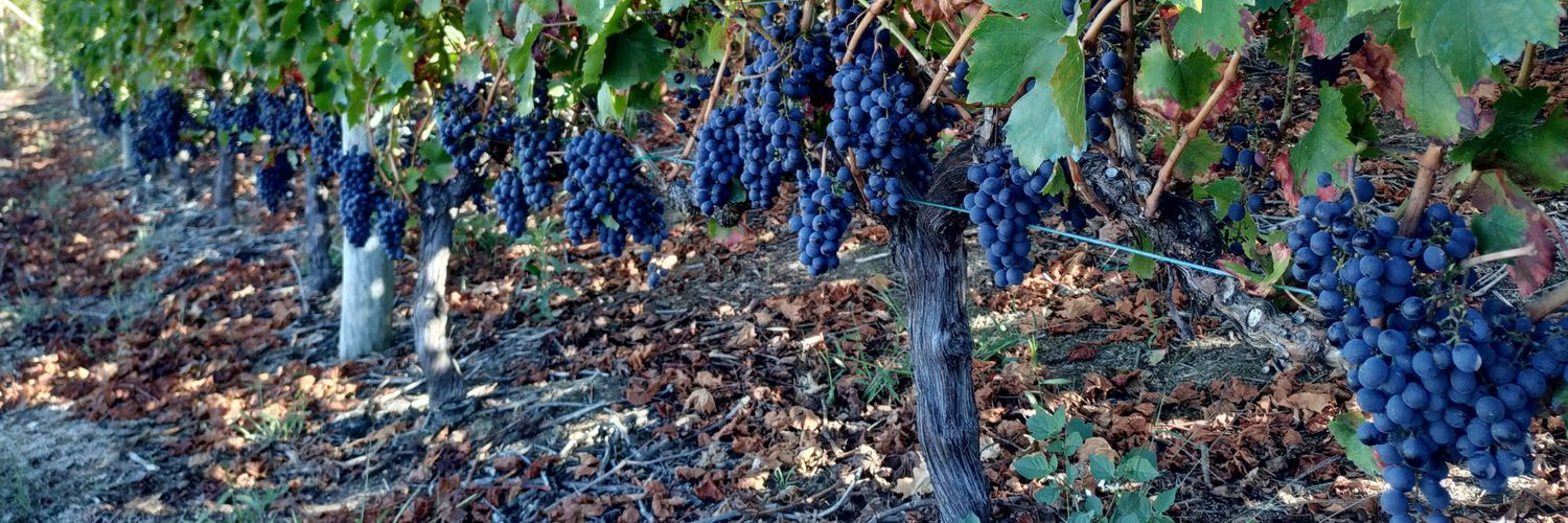 servando lopez banner