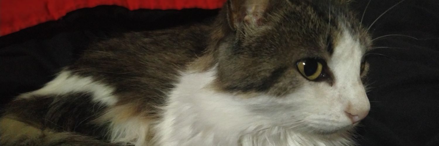 MetalRabbits's profile banner image
