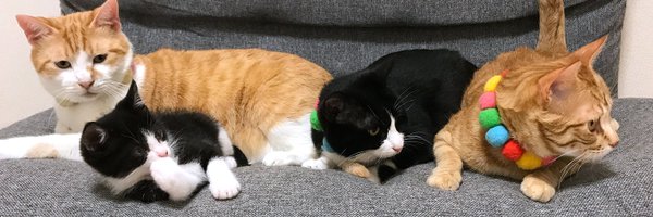 仲良し保護猫 うに むぎ はち むー😸🇯🇵 Profile Banner