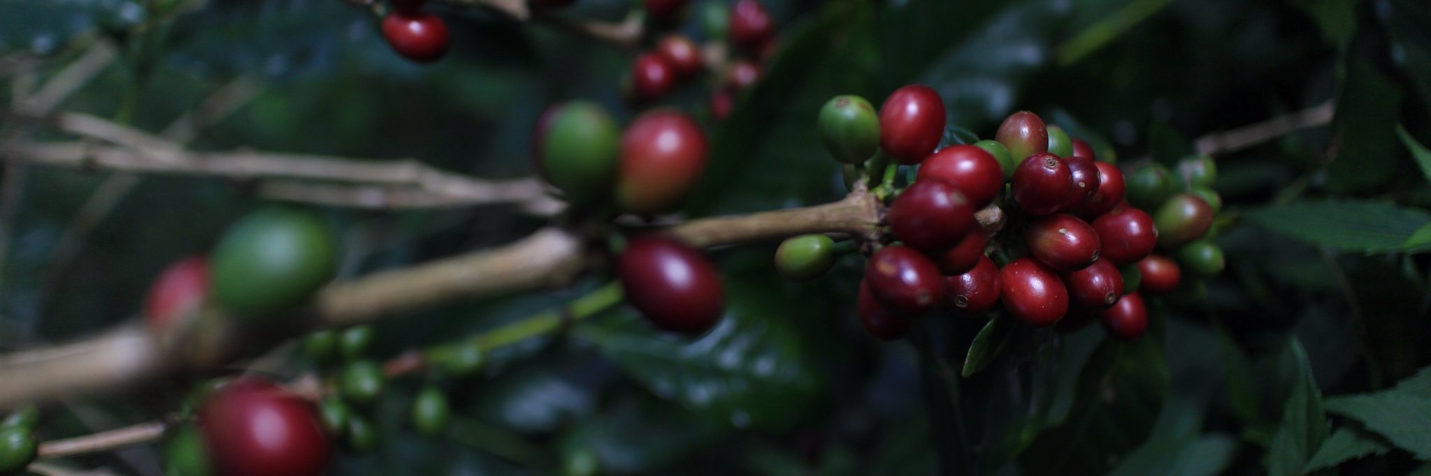 Kalsada Coffee banner