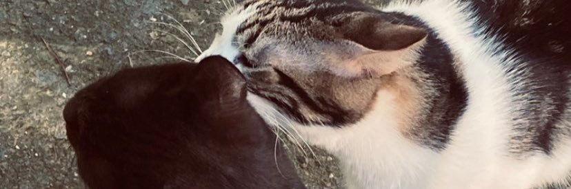 ozma_sezer's profile banner image