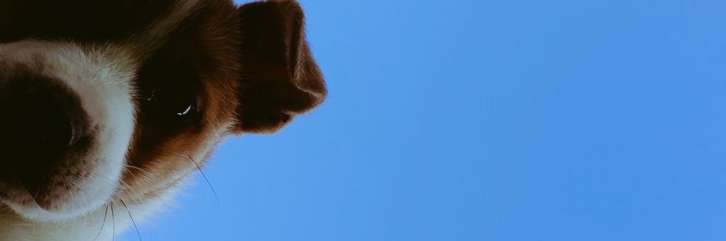 AnaPelozzi's profile banner image
