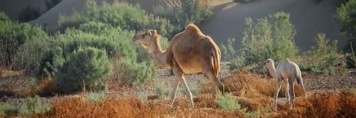 Khalid_Lal's profile banner image
