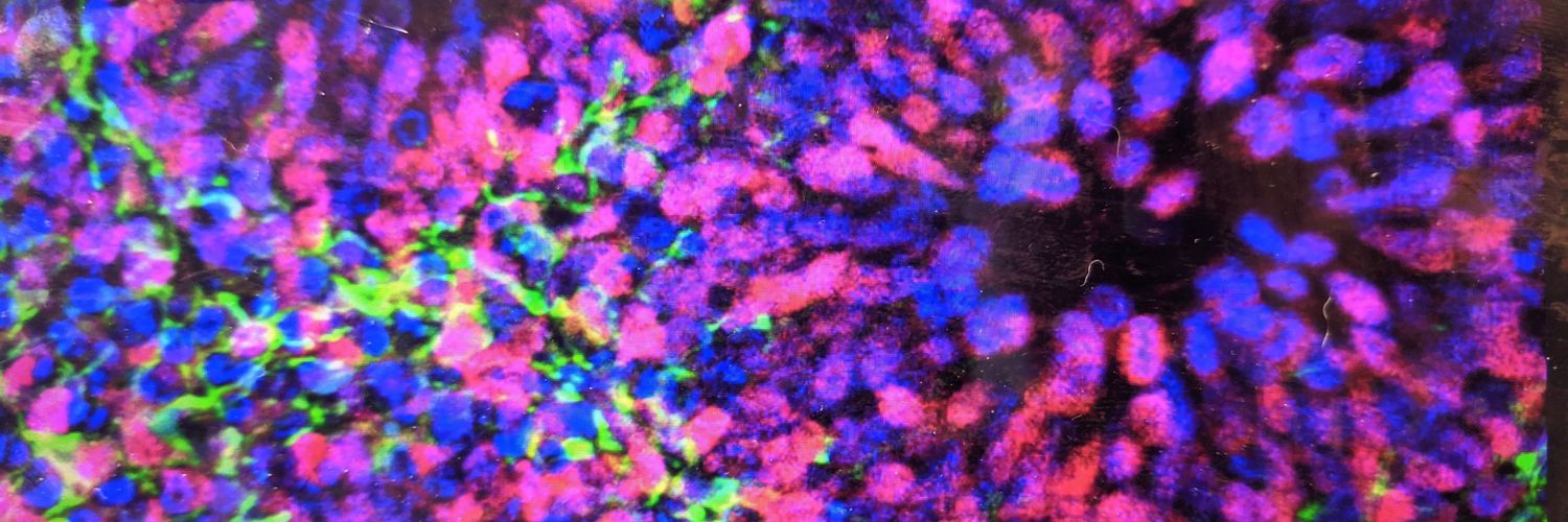 Amanda Kedaigle banner