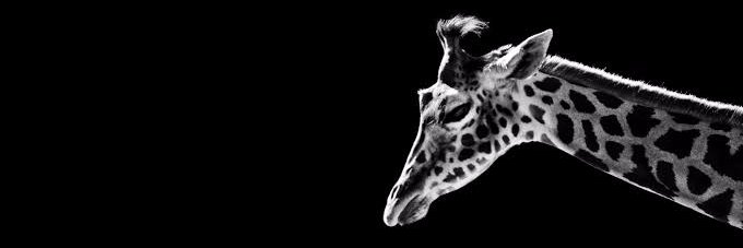 ibirsq's profile banner image