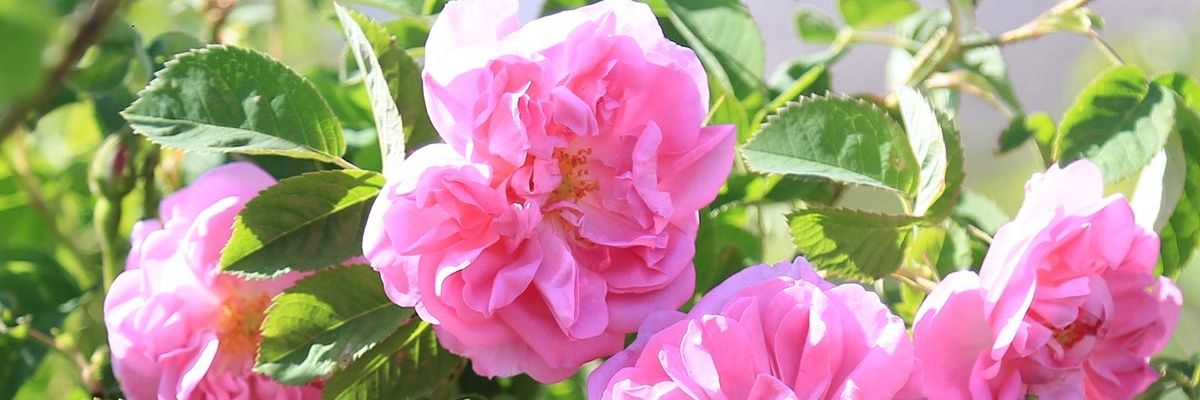 アロマちゃん🌹 banner
