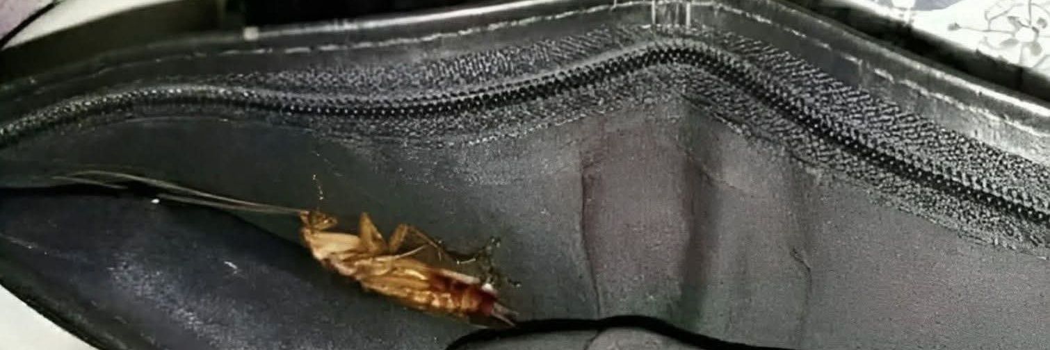 ᗷ ᑌ Z 🩻 banner