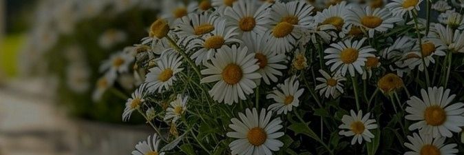 _Jasmine_sds's profile banner image