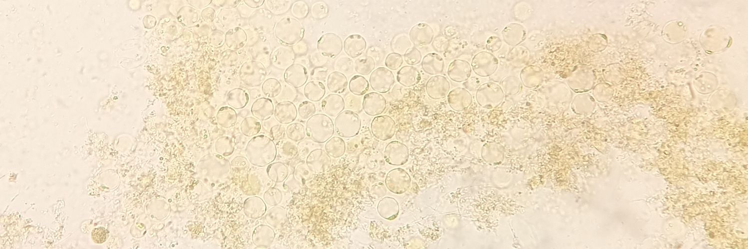 Alejandra Valentín banner