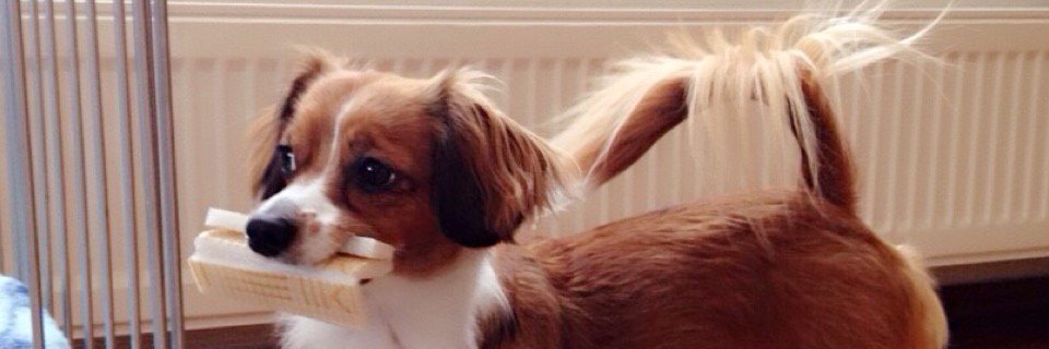 ohchoko's profile banner image