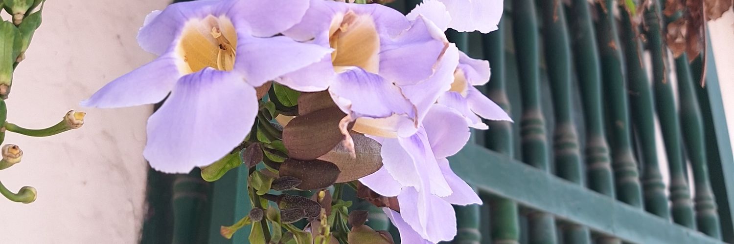 AlexaEGV's profile banner image