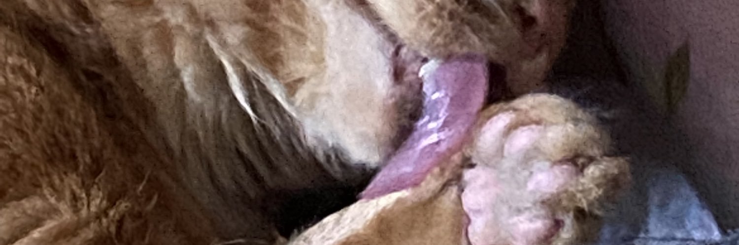 cilia_b's profile banner image