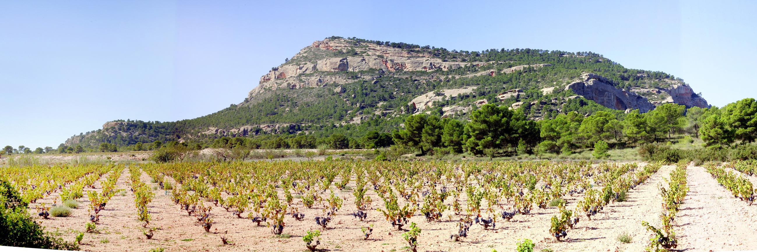 Bodegas Castaño banner
