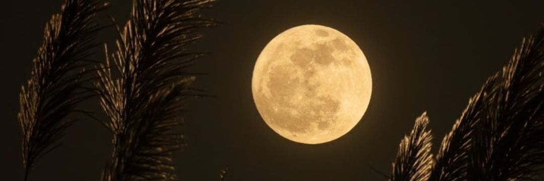hanimsahinn's profile banner image