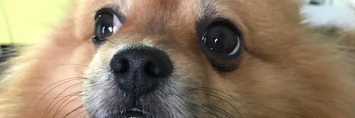 Lobsstr's profile banner image