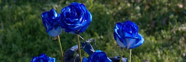 1NadiaAli's profile banner image