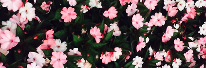 megaseptia's profile banner image