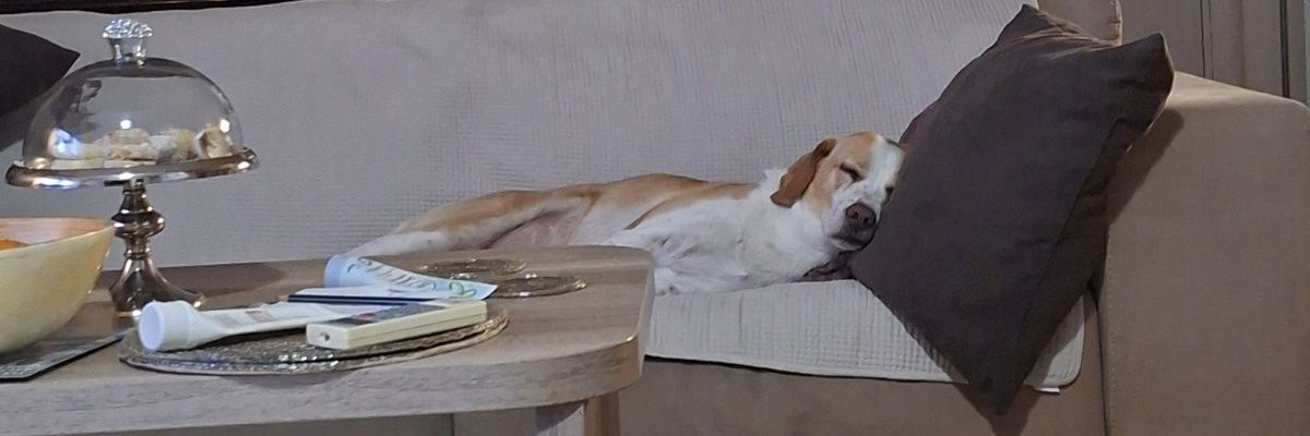 Zelee27's profile banner image