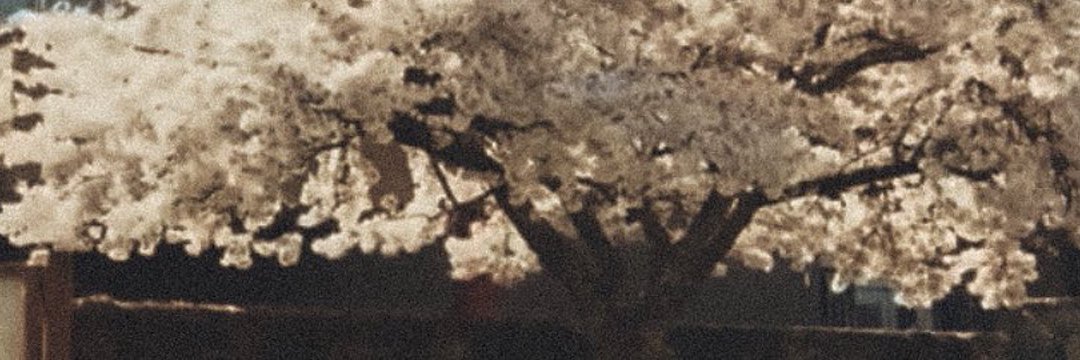 plantadojoon's profile banner image