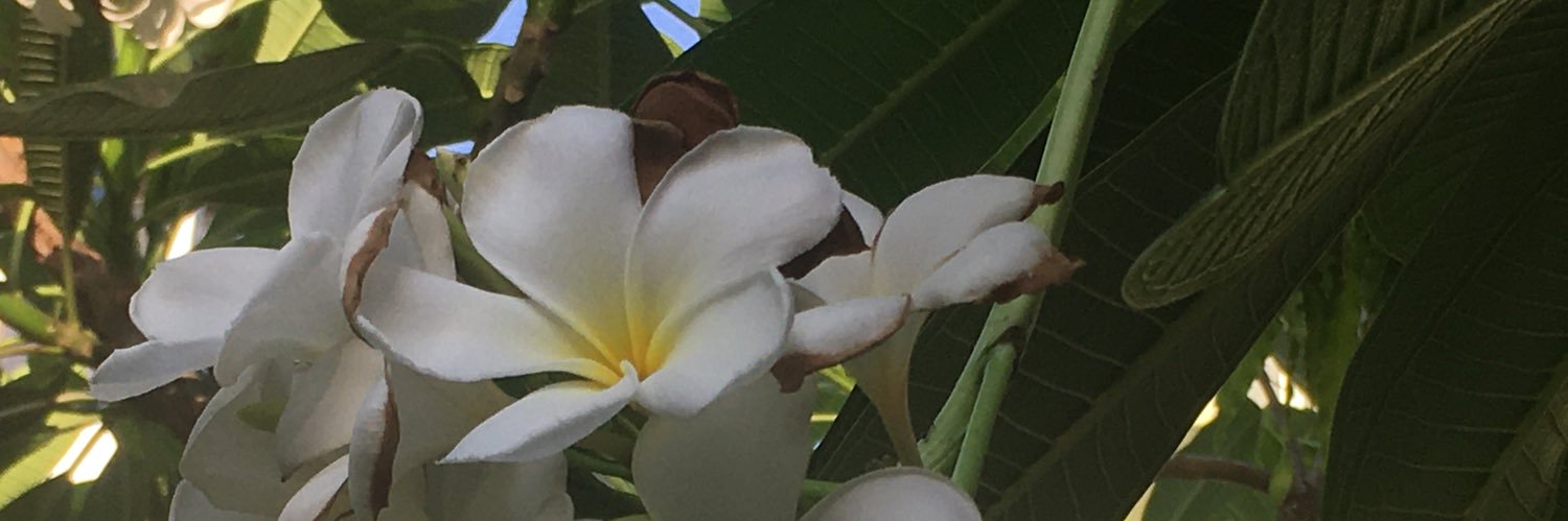TirthaGandhi's profile banner image