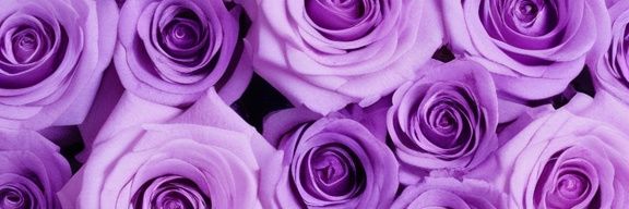 Ammeetabha's profile banner image