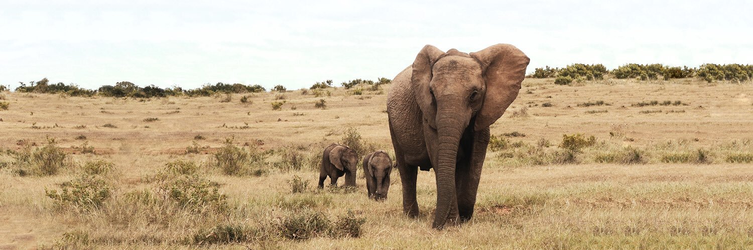 Fundación Franz Weber banner
