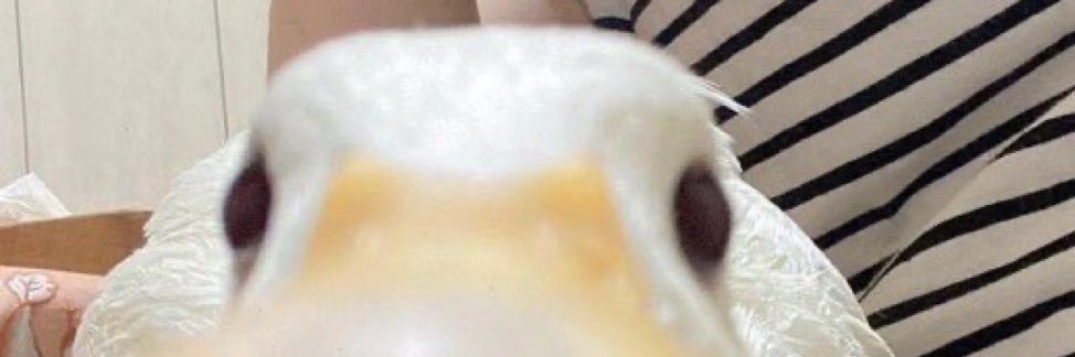Juvabean's profile banner image