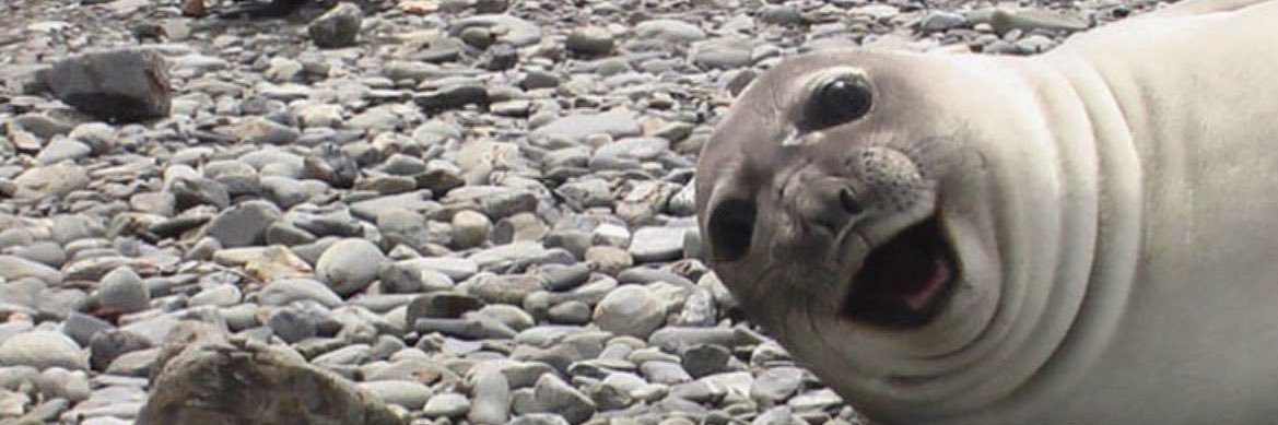 smalldogdan's profile banner image