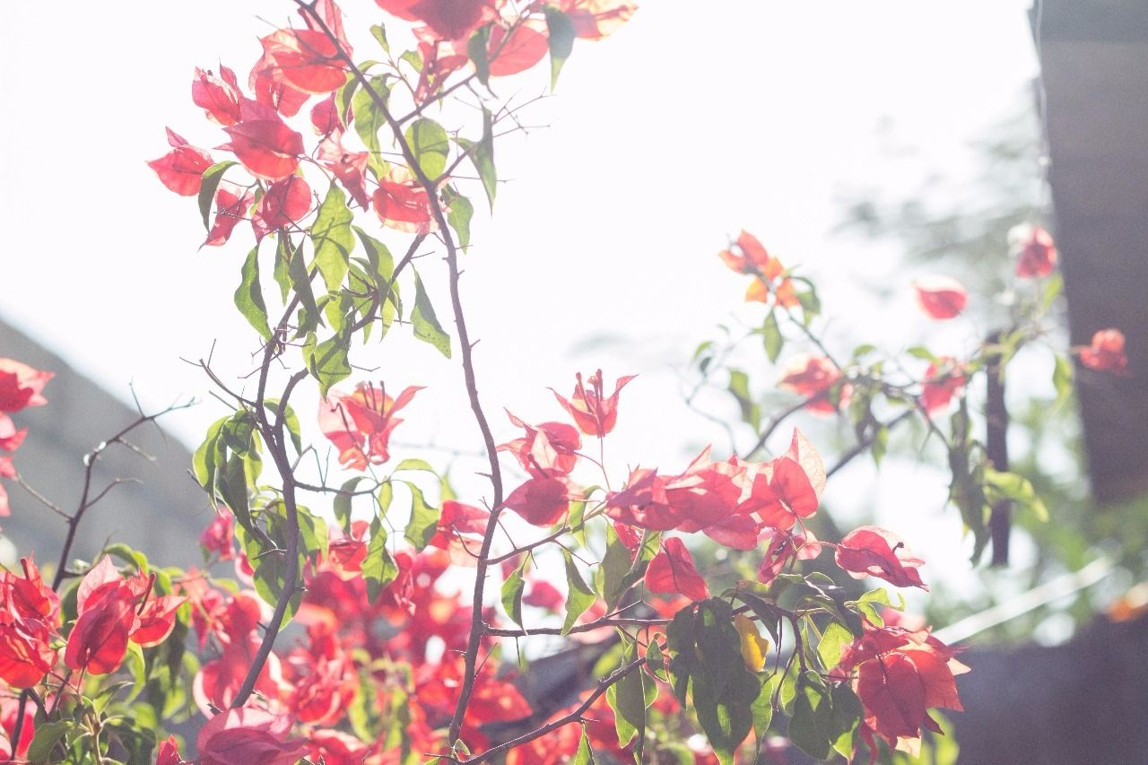 Steff Arellano banner