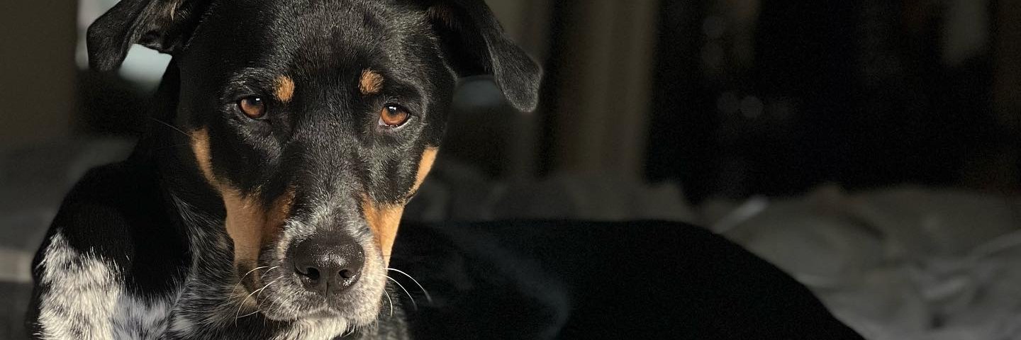 Sabrina S. Rapisarda (ABD), MA, MEd banner