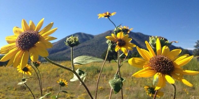 lee_stills's profile banner image