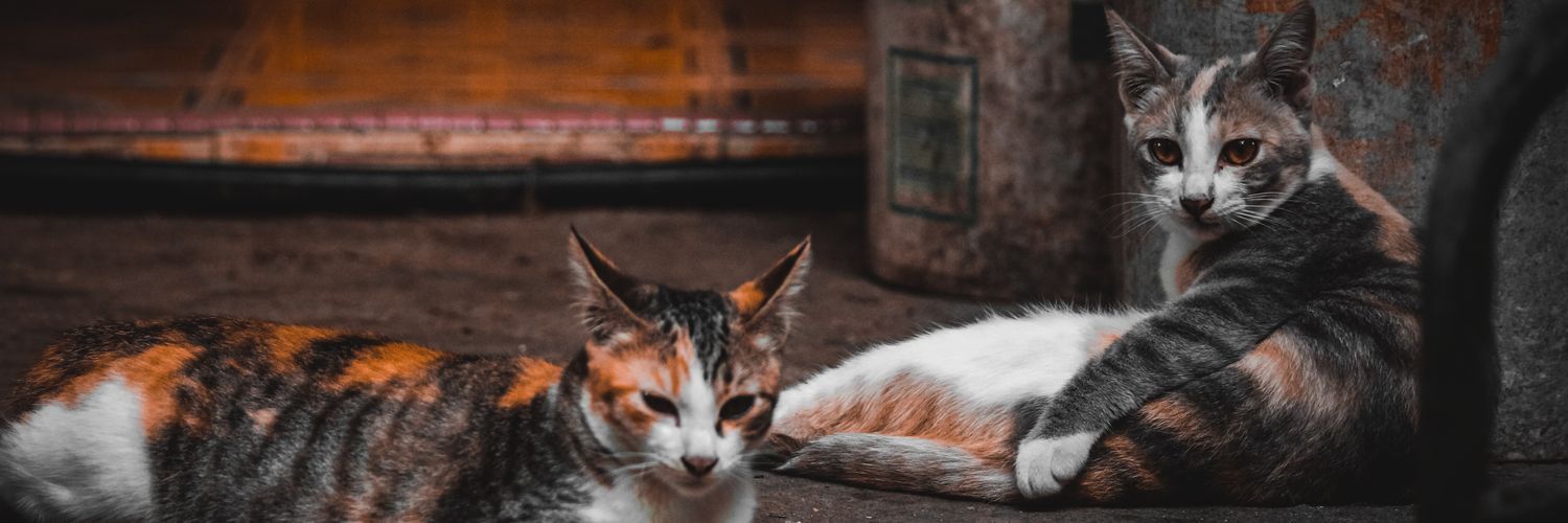 NHafizhi's profile banner image