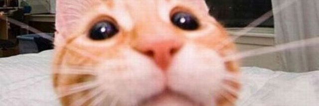 cat banner