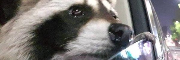 sed_paz12 Profile Banner