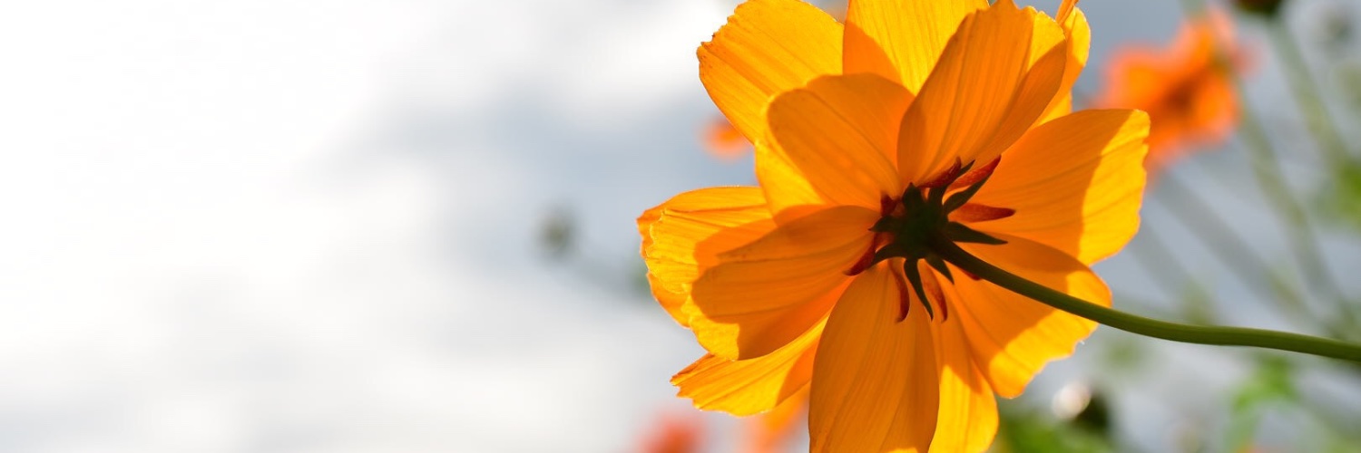 moccha97's profile banner image