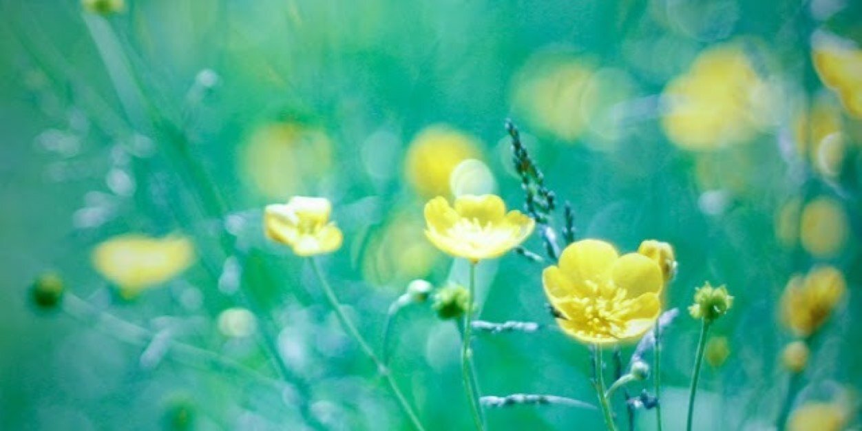 alichayka's profile banner image