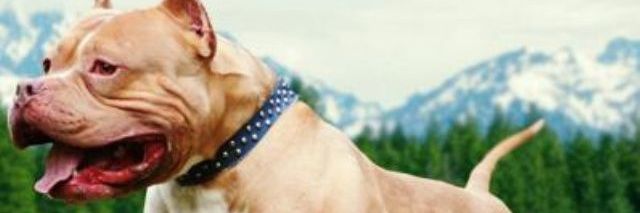 tsstumi's profile banner image