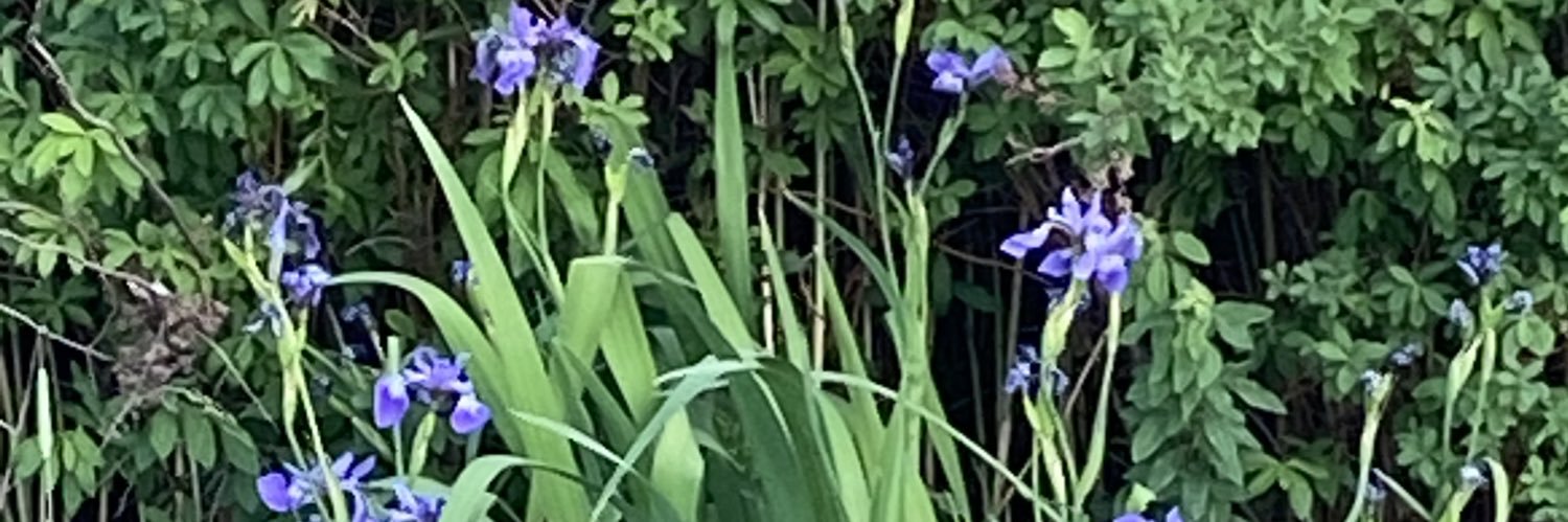 Stefi C J (If I die the Führer did it)🪻🪁💜💟☮️🎆 banner