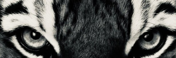 jackson_veasy's profile banner image