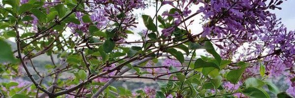 silnreginaa Profile Banner