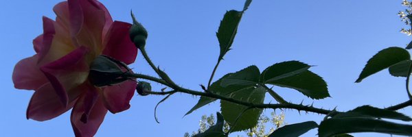 lanatheviolet Profile Banner