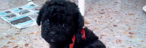 NancyAl45231872 Profile Banner