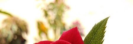 malwich's profile banner image